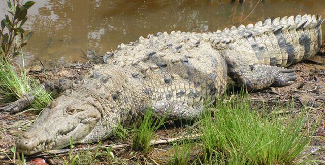 American Crocodile